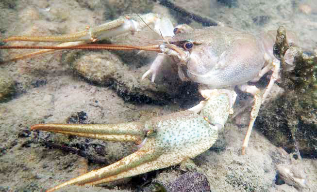 Foto Galizierkrebs, Pontastacus leptodactylus