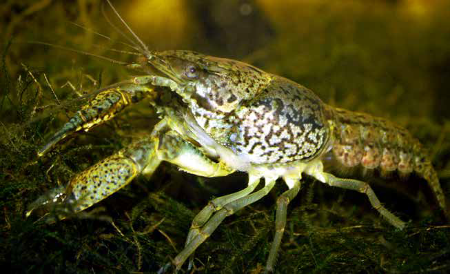 Foto Marmorkrebs, Procambarus virginalis